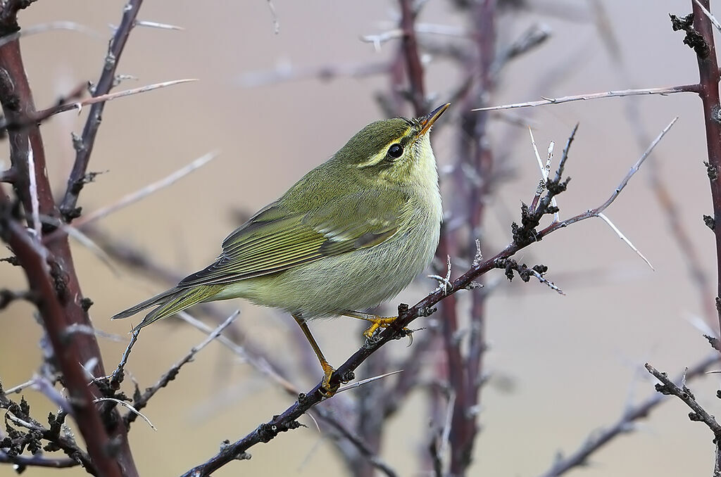 Arctic Warbler, identification