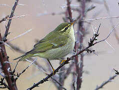 Arctic Warbler