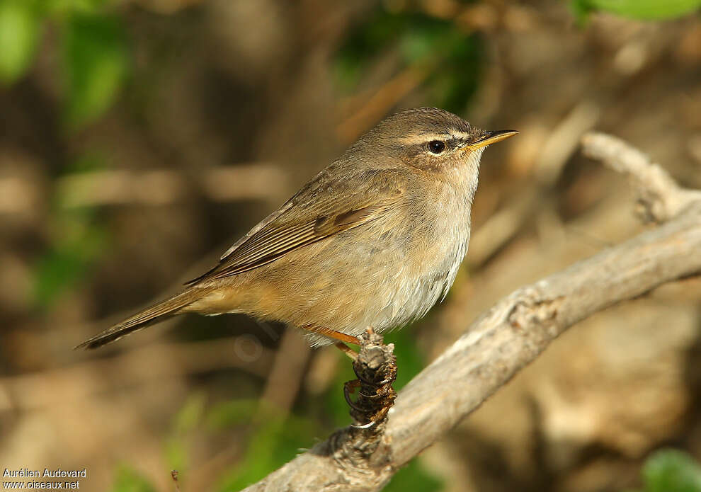 Dusky Warbleradult, close-up portrait