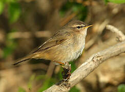 Dusky Warbler