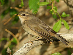 Dusky Warbler