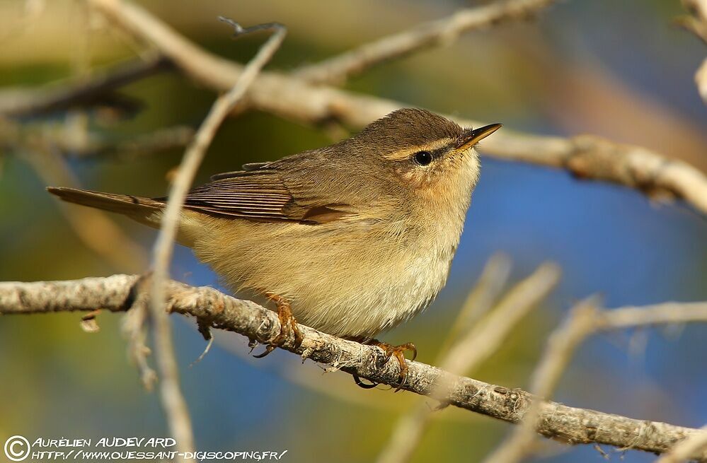 Dusky Warbler, identification