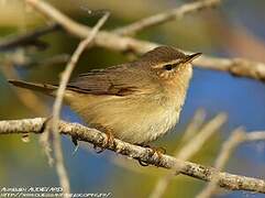 Dusky Warbler