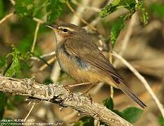 Dusky Warbler