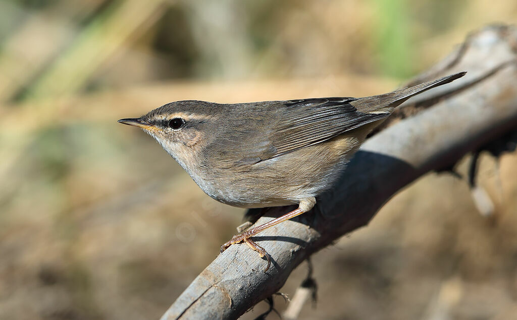 Dusky Warbler