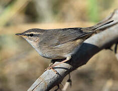 Dusky Warbler