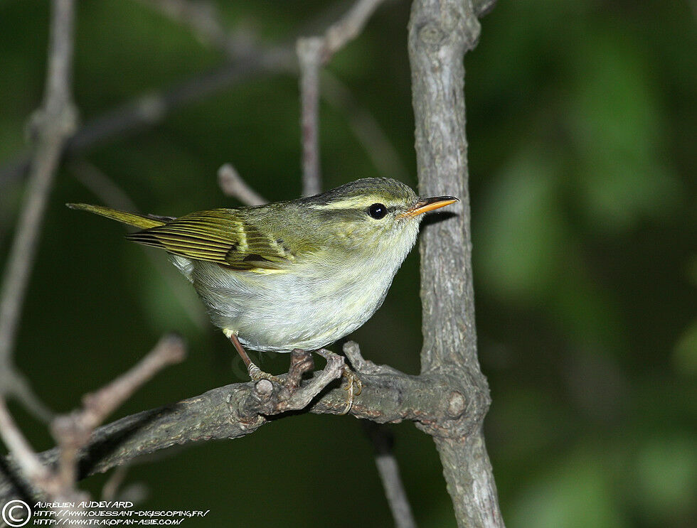 Claudia's Leaf Warbler