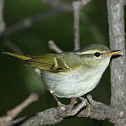 Claudia's Leaf Warbler