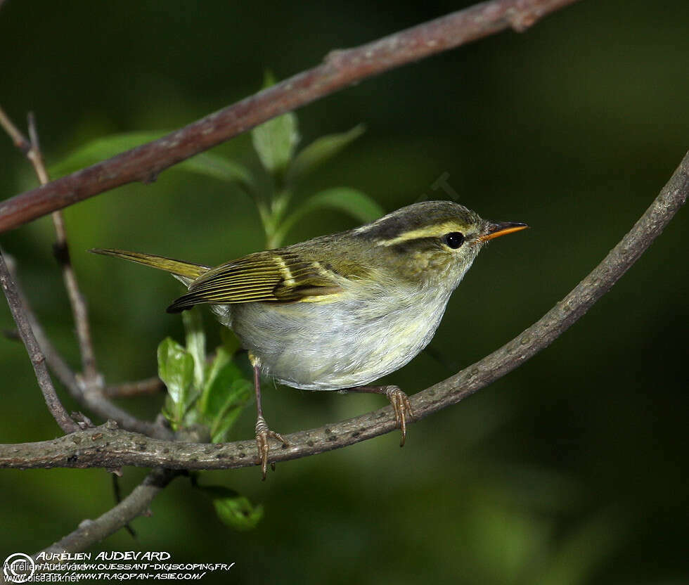 Claudia's Leaf Warbler, identification