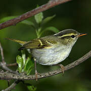 Claudia's Leaf Warbler