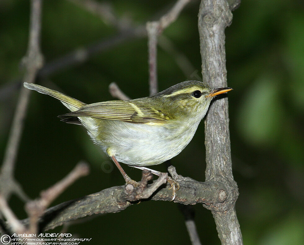 Claudia's Leaf Warbler