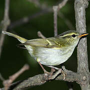 Claudia's Leaf Warbler