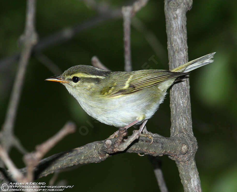 Pouillot de Claudiaadulte nuptial, identification