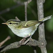 Claudia's Leaf Warbler