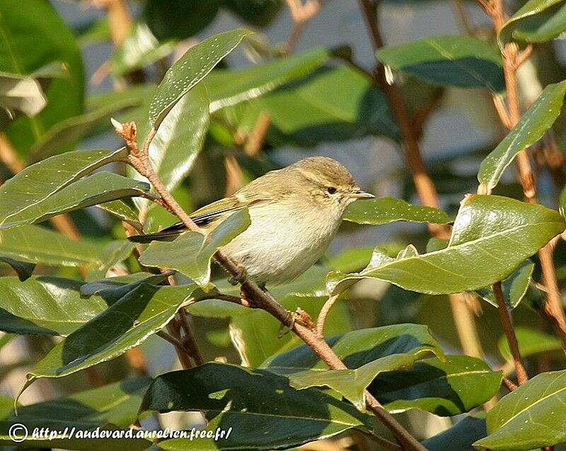 Hume's Leaf Warbler