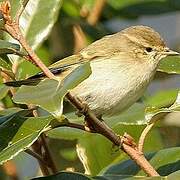 Hume's Leaf Warbler