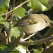 Hume's Leaf Warbler