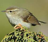 Hume's Leaf Warbler