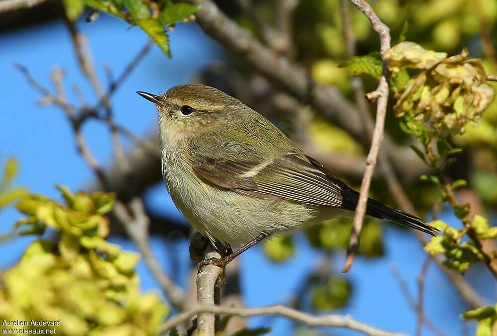 Hume's Leaf Warbleradult breeding, identification