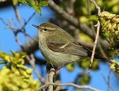 Hume's Leaf Warbler