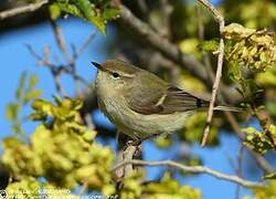 Hume's Leaf Warbler