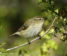 Hume's Leaf Warbler