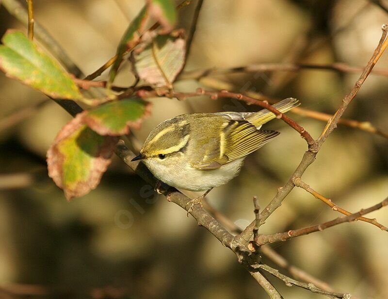 Pallas's Leaf Warbleradult breeding, identification