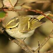 Pallas's Leaf Warbler