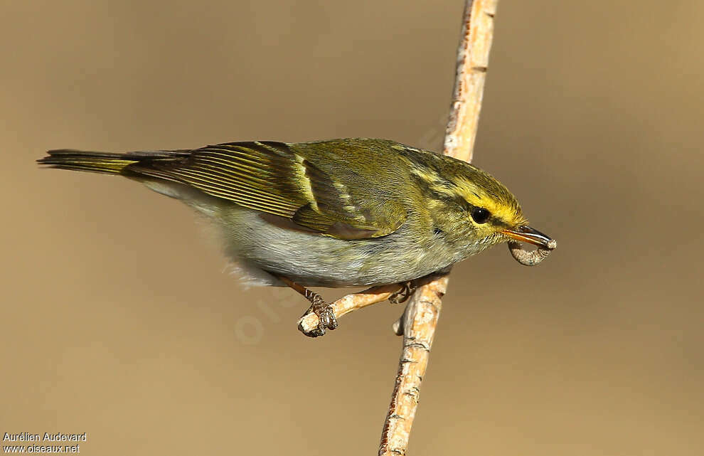 Pallas's Leaf Warbleradult breeding, identification, feeding habits, fishing/hunting