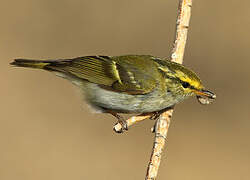 Pallas's Leaf Warbler