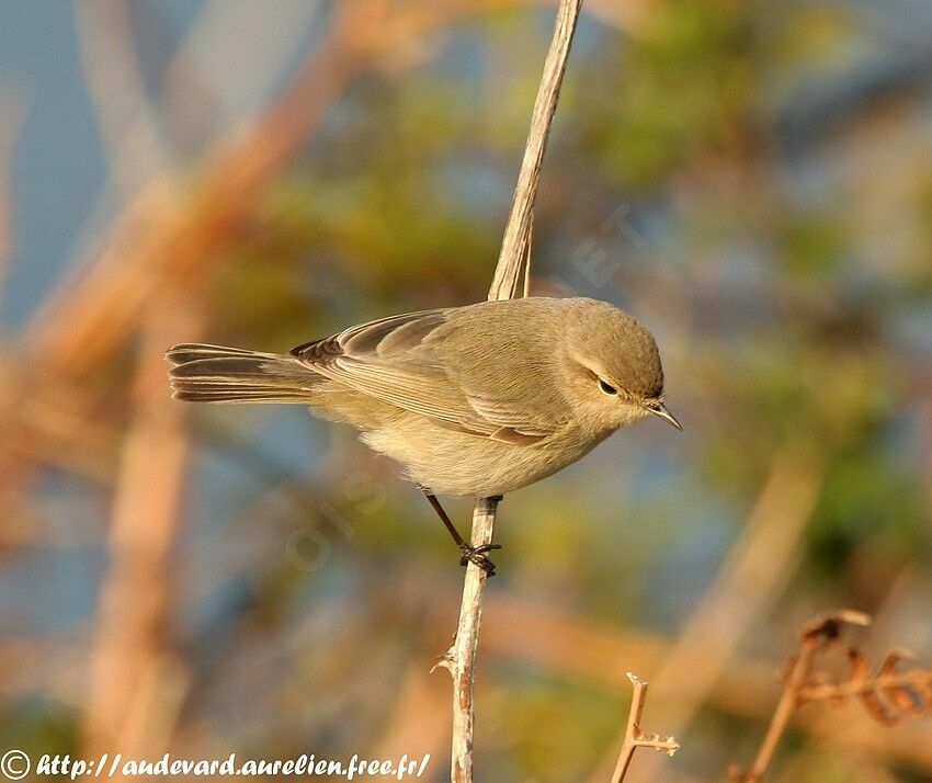 Common Chiffchaff (tristis)