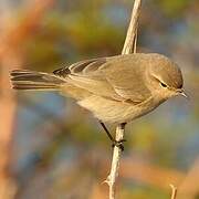 Common Chiffchaff (tristis)