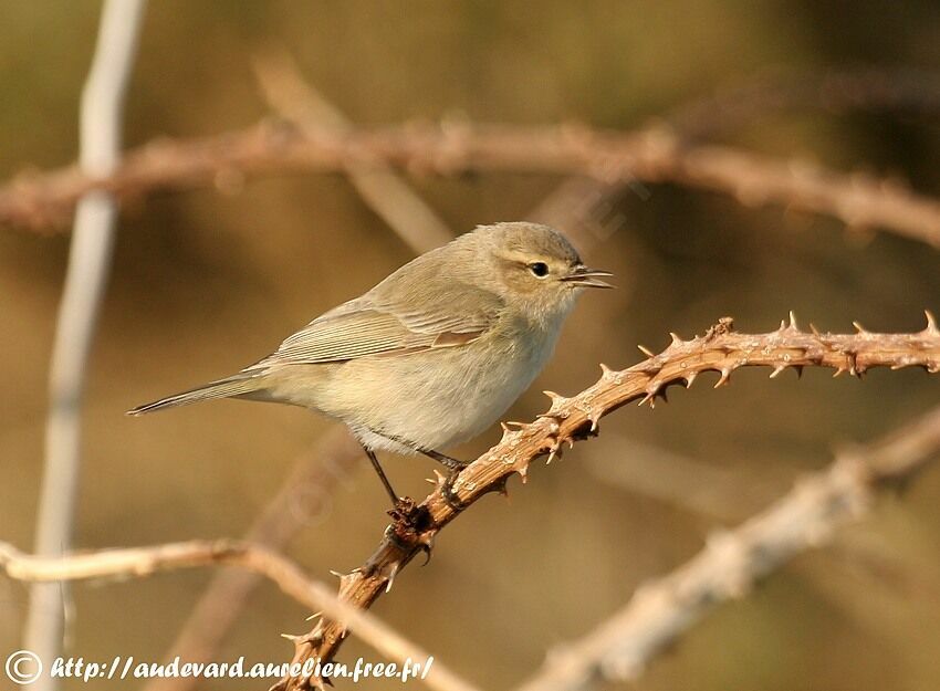 Common Chiffchaff (tristis)