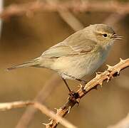 Common Chiffchaff (tristis)