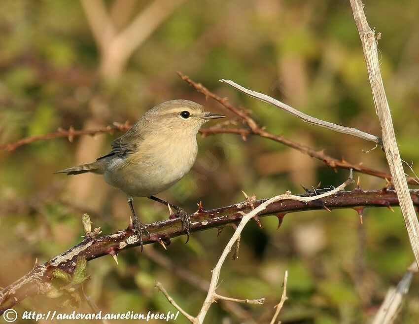 Common Chiffchaff (tristis) male adult breeding