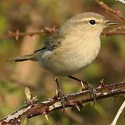 Common Chiffchaff (tristis)