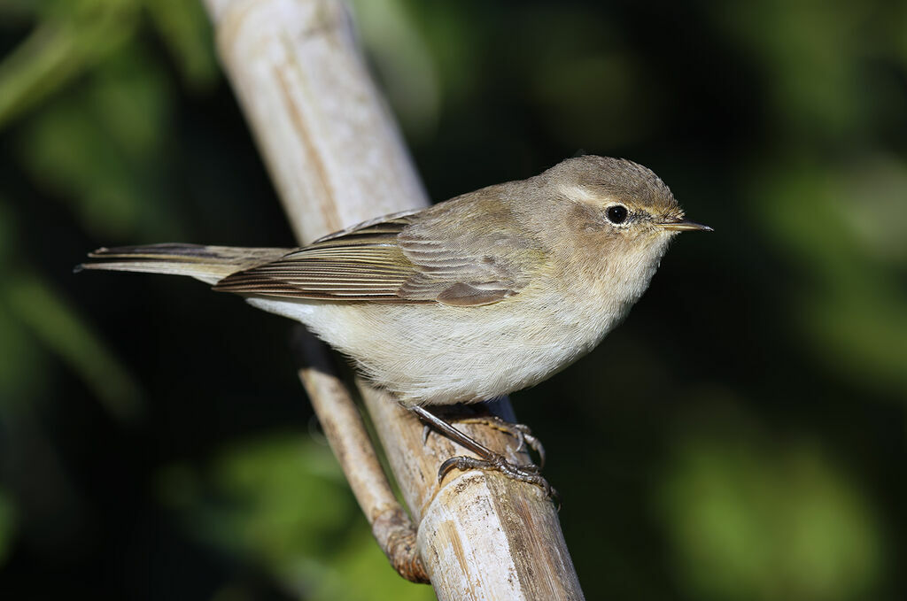 Pouillot de Sibérie