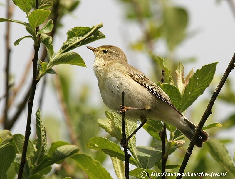 Willow Warbler