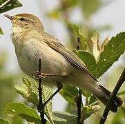 Willow Warbler