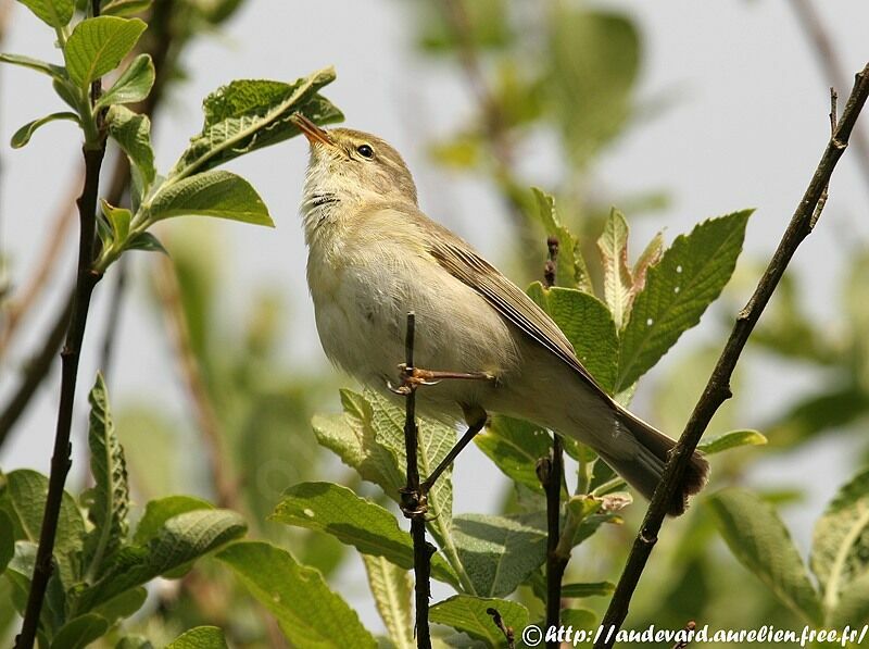 Willow Warbler male adult breeding