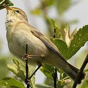 Willow Warbler