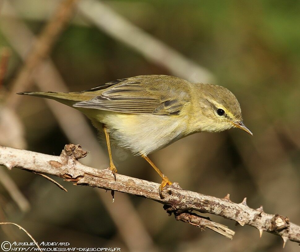 Pouillot fitis, identification