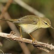 Willow Warbler