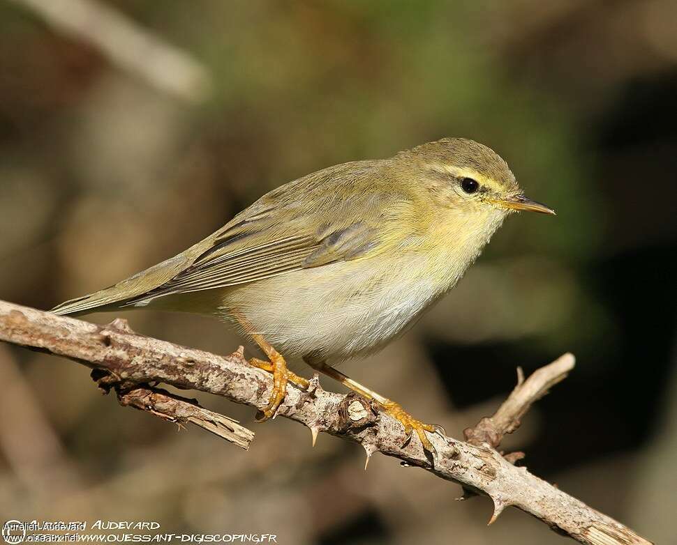 Willow Warbleradult, identification