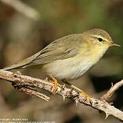 Willow Warbler