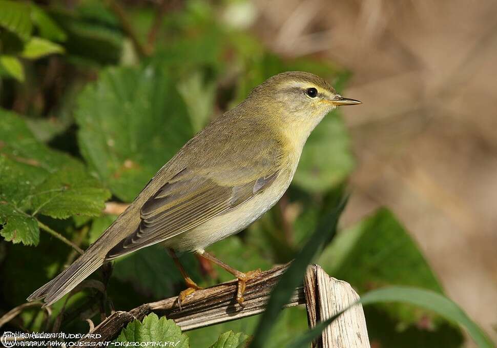 Pouillot fitisadulte, identification