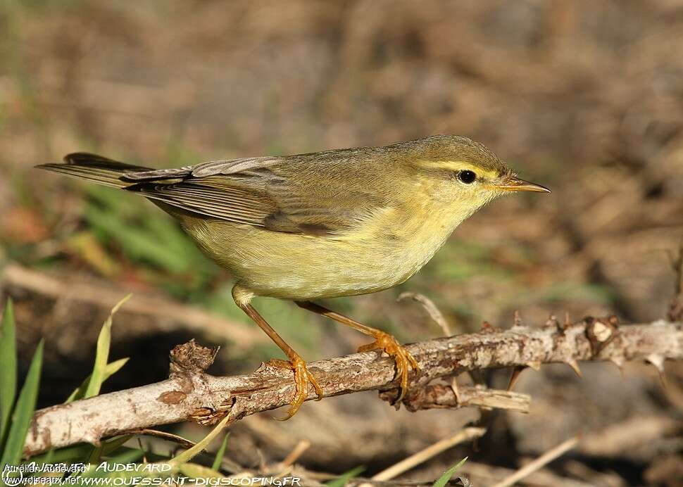 Pouillot fitisjuvénile, identification