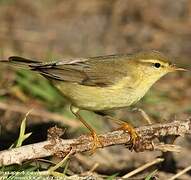 Willow Warbler