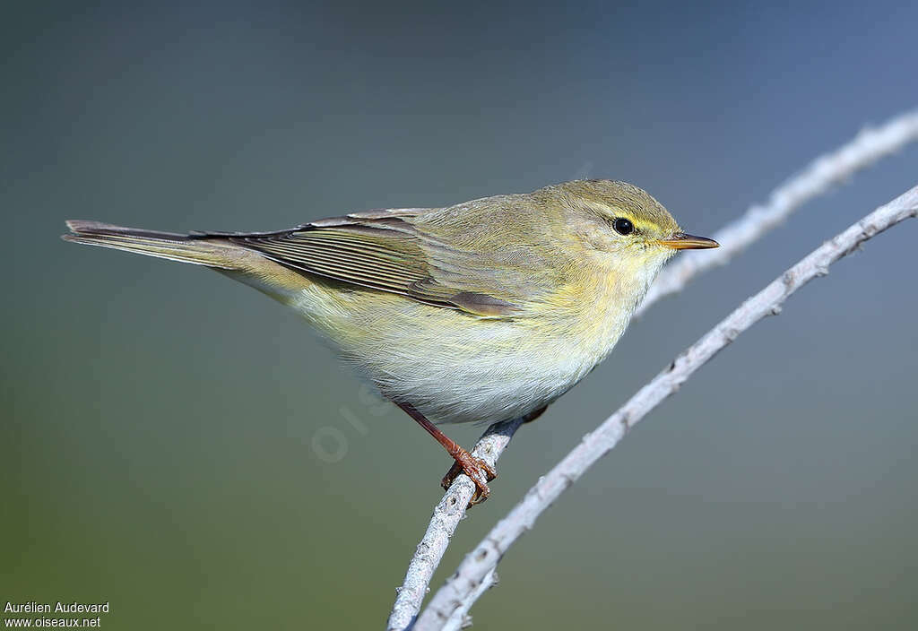 Willow Warbleradult, identification