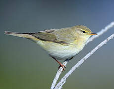 Willow Warbler